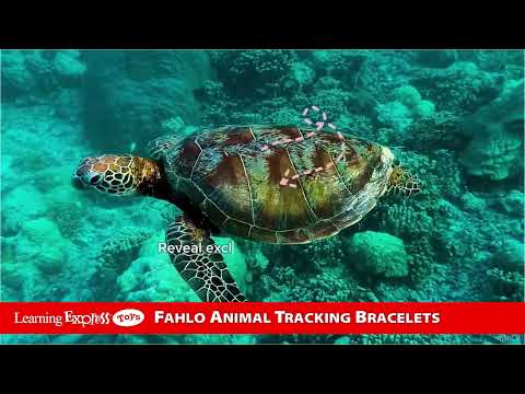 Shark Ocelli Stone Voyage