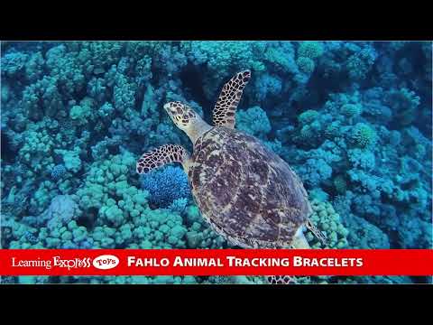 Shark Ocelli Stone Voyage